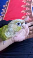 টেইম এডাল্ট ফিমেল পাইনাপেল কোনুর পাখি