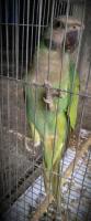 Green Parrot  for sell
