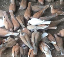 Australia dove