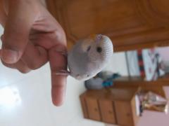 White grey spangle budgie. High Mutation.