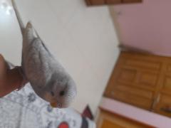 White grey spangle budgie. High Mutation.