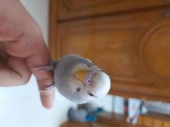White grey spangle budgie. High Mutation.