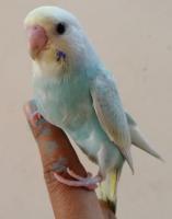 Tame Sky Rainbow Budgerigar 