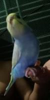Sf gf Opaline sf Violet cobalt cw (rainbow)