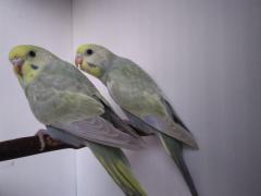 Mauve Rainbow Baby Pair