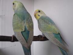Cobalt Violet Rainbow Pair 