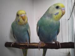 Cobalt Violet Rainbow Pair 