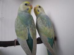 Cobalt Violet Rainbow Pair 