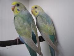 Cobalt Violet Rainbow Pair 