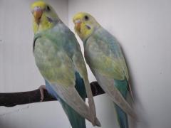 Cobalt Violet Rainbow Pair 