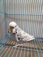English TCB Cobalt male
