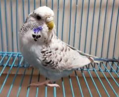 English TCB cobalt female