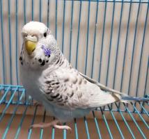 English TCB cobalt female