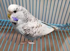 English TCB cobalt female