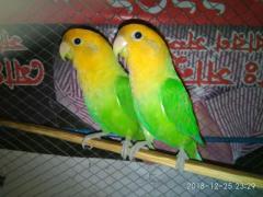 Lovebird running  Pair