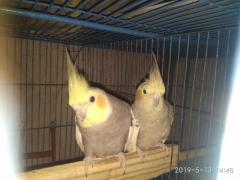 Running Cockatiel pair