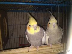 Running Cockatiel pair