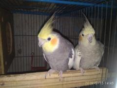 Running Cockatiel pair