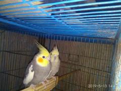 Running Cockatiel pair