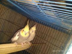 Running Cockatiel pair