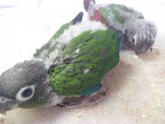 Green conure Tame Size Baby