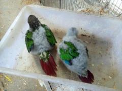 Green conure Tame Size Baby