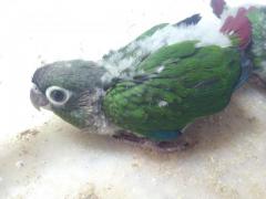 Green conure Tame Size Baby