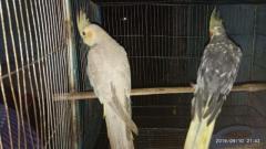 Semi adult cockateil