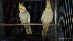 Semi adult cockateil