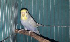 Df Violet FBG Female
