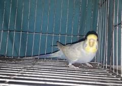 Df Violet FBG Female