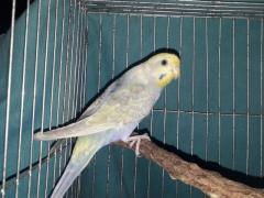 Df Violet FBG Female