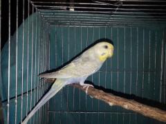 Df Violet FBG Female