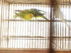 Budgerigar for sale