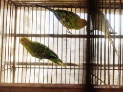 Budgerigar for sale