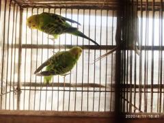 Budgerigar for sale